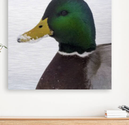 Mallard Drake  by Joe Riederer