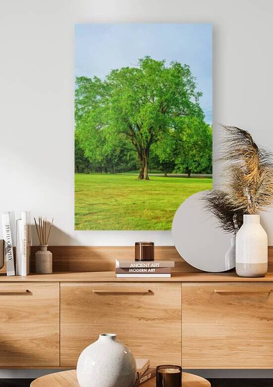 Enduring Elm Tree by Jennifer White