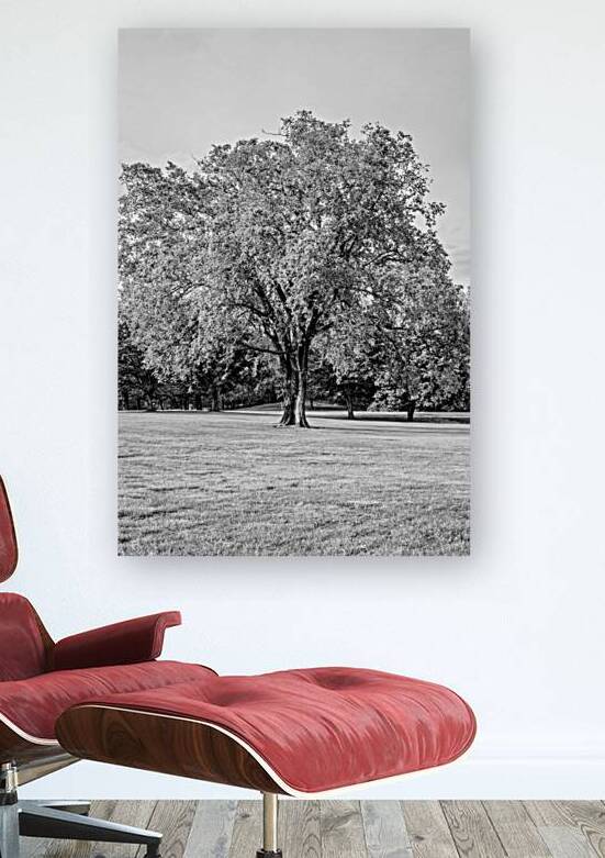 Enduring Elm Tree Grayscale by Jennifer White