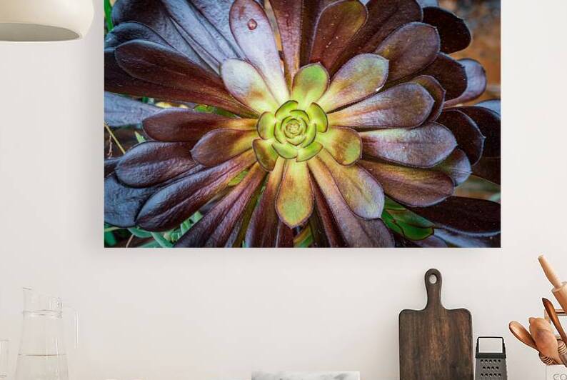Aeoniums Dark Rosette Bloom by Geoffrey Prior