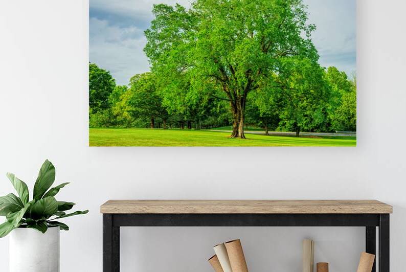 Majestic Elm In Springtime Stillness by Jennifer White