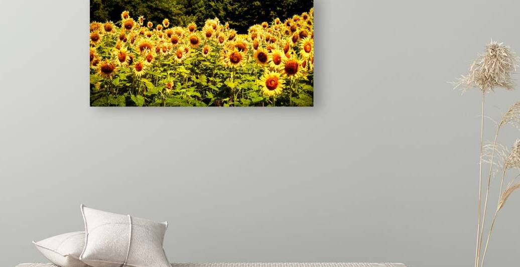 Sunflower Panorama with Canvas Teture by Bill Swartwout Photography