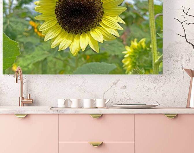 Pale Yellow Moonshine Sunflower by Bill Swartwout Photography