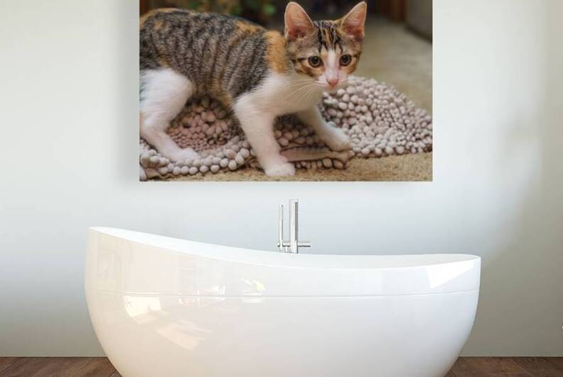 Kitten Rug Mischief by Jennifer White