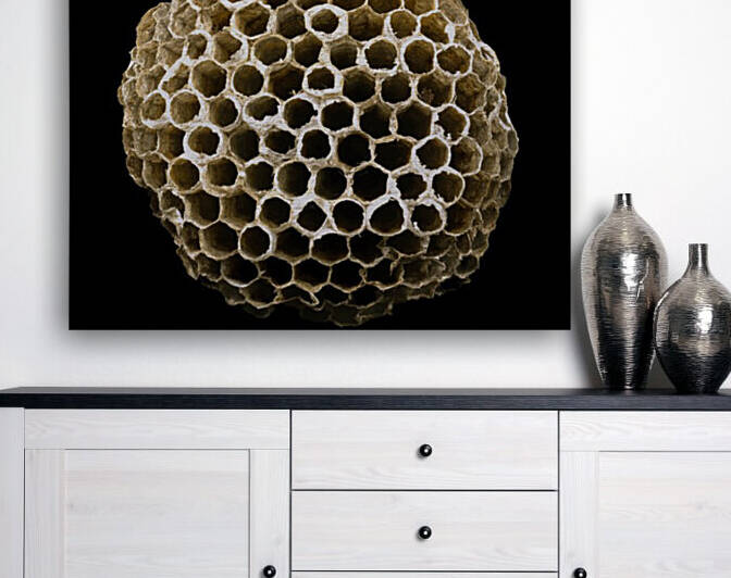 Abandoned Paper Wasp Nest by Joe Riederer