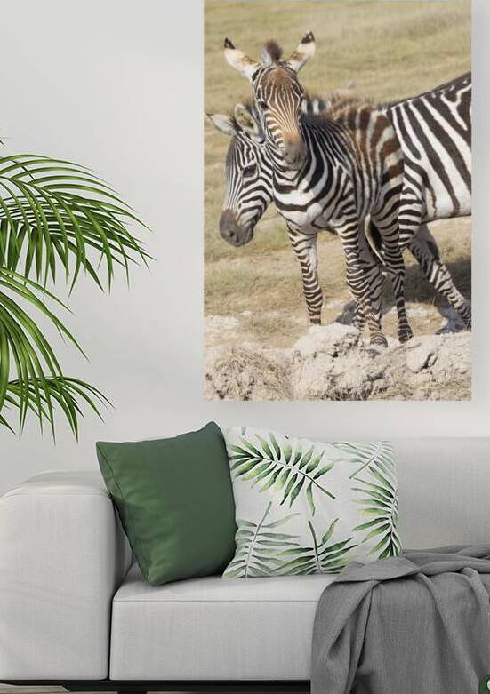 Zebra 1687 by Robert Burnett