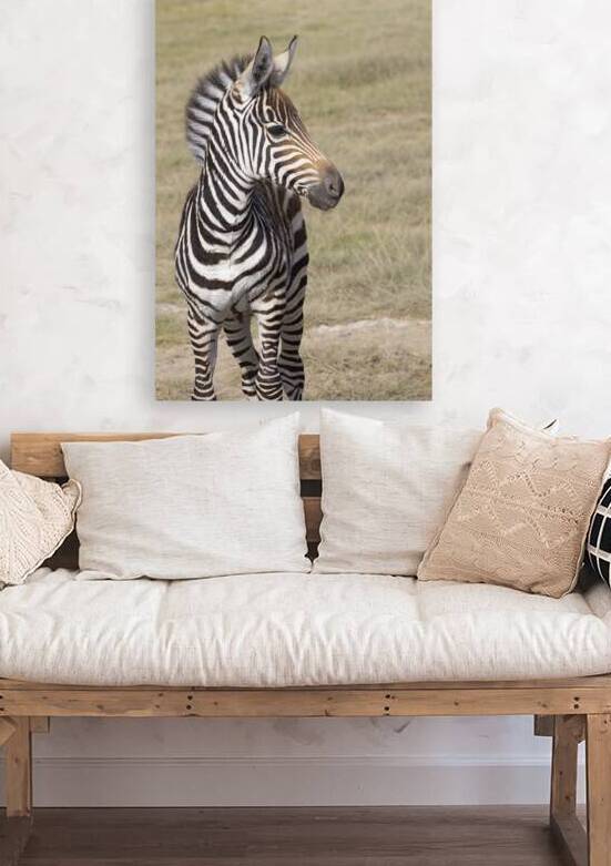 Zebra 1685 by Robert Burnett