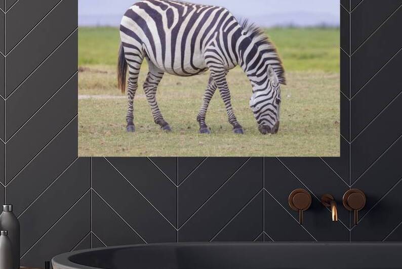 Zebra 1640 by Robert Burnett