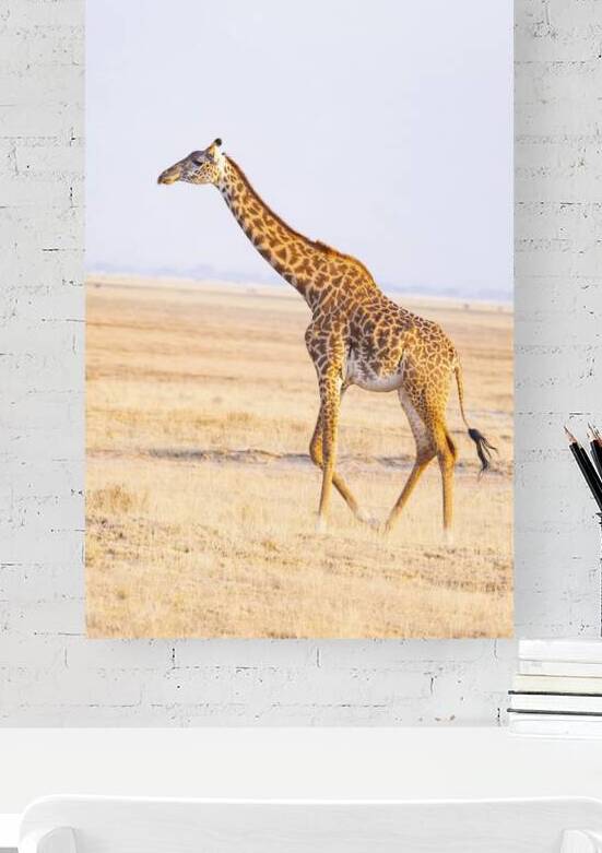 Masai Giraffe 1197 by Robert Burnett