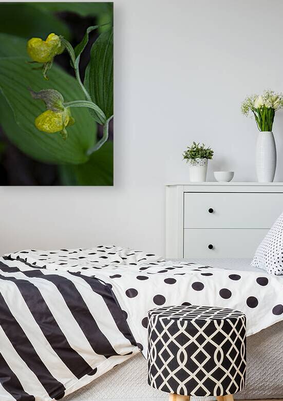 Yellow Lady Slipper Wildflower 2 by Norma Brandsberg Photography