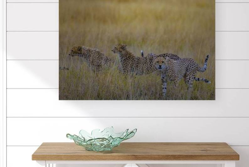 Cheetah 1267 by Robert Burnett