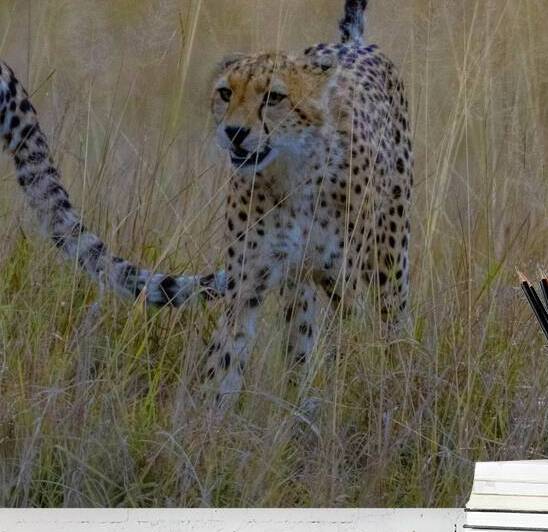 Cheetah 1266 by Robert Burnett