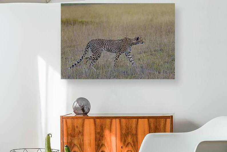 Cheetah 1259 by Robert Burnett