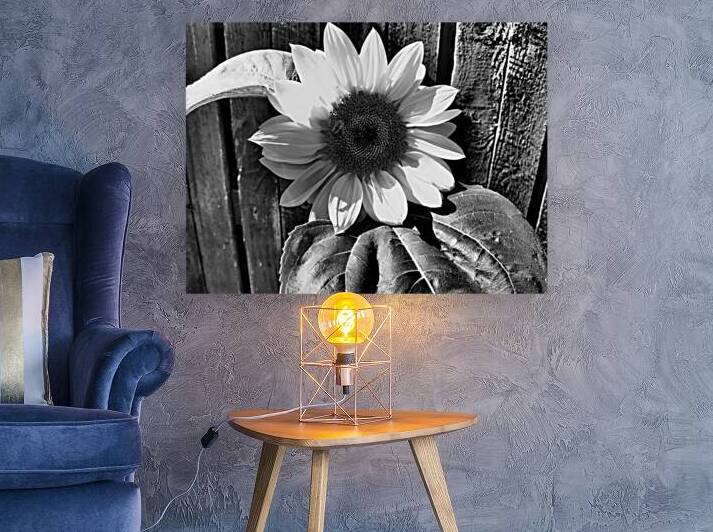 Sunflower with Bee in Black and White                                                                                                                      by Catriona Roberts Nature Photography and Designs