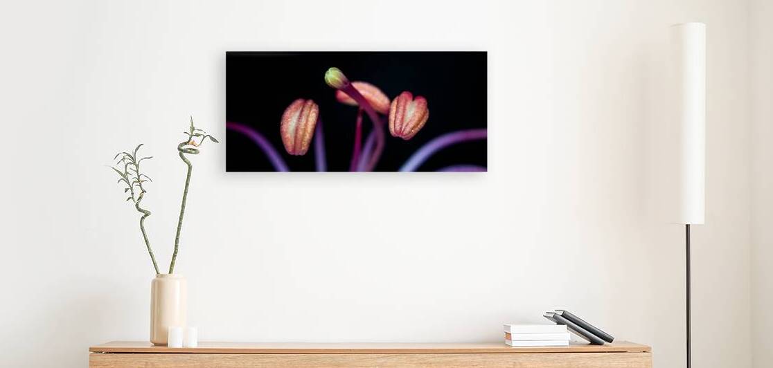 Pink Anthers by Bastian Alexander Coleman