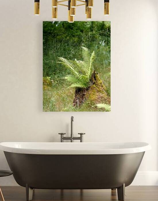  Scottish Highlands Tree Fern                                                                                                                     by Catriona Roberts Nature Photography and Designs