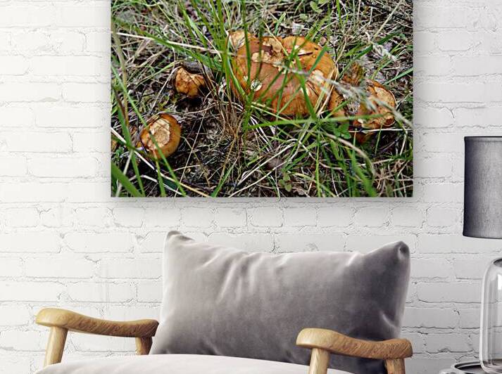 Scottish Highlands Brown Cap Forest Mushrooms                                                                                                                       by Catriona Roberts Nature Photography and Designs