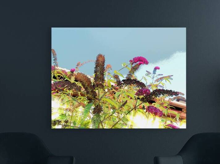 Summer Buddleia                                                                                                                      by Catriona Roberts Nature Photography and Designs