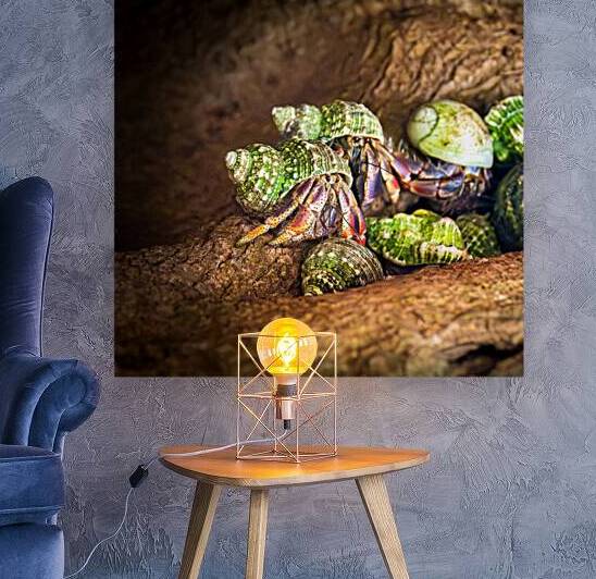 Costa Rica  Hermit Tree Crabs by Norma Brandsberg Photography