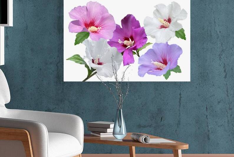 Pink And Purple Hibiscus On White by Gill Billington