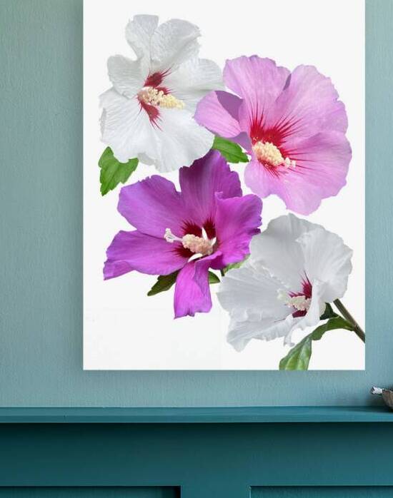 Pink And Purple Hibiscus Vertical On White by Gill Billington