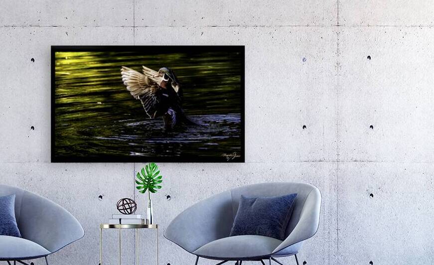 Morning Wood Duck by Moments By Shane