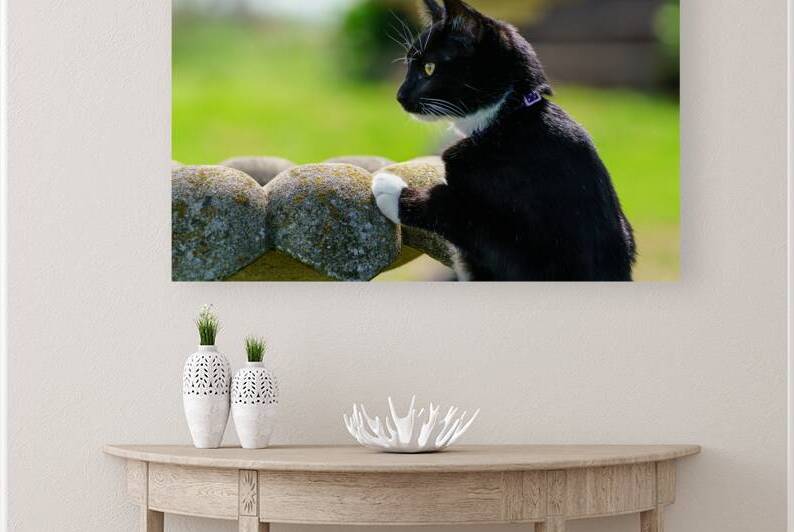 Bellas First Birdbath Adventure by Jennifer White