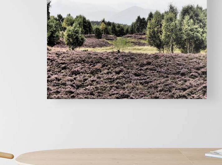 Scottish Highlands Birch Tree Landscape                                                                                                                      by Catriona Roberts Nature Photography and Designs