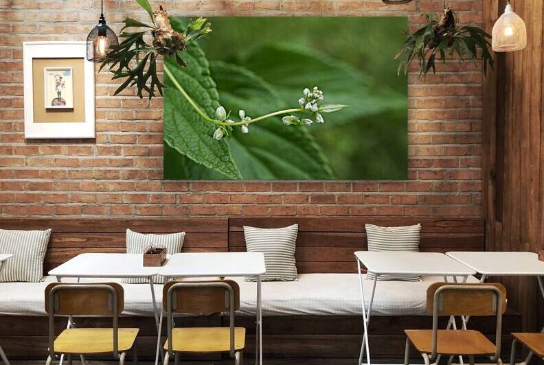 Climbing False Buckwheat by Iris H Richardson