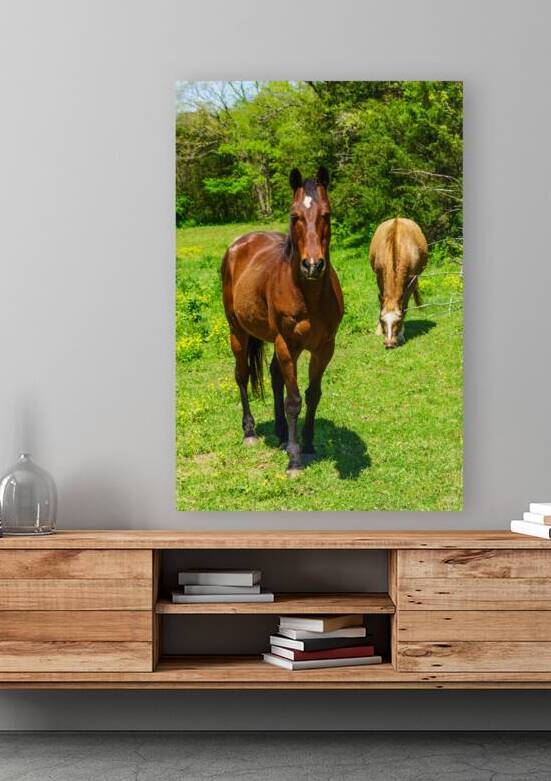 Countryside Brown Horses by Jennifer White