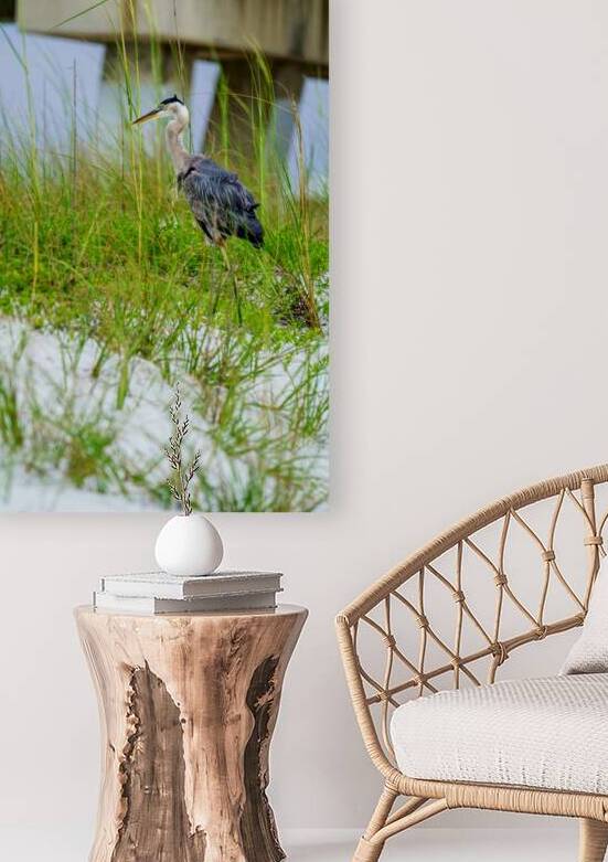 Heron Sheltered in the Sea Oats by Jennifer White