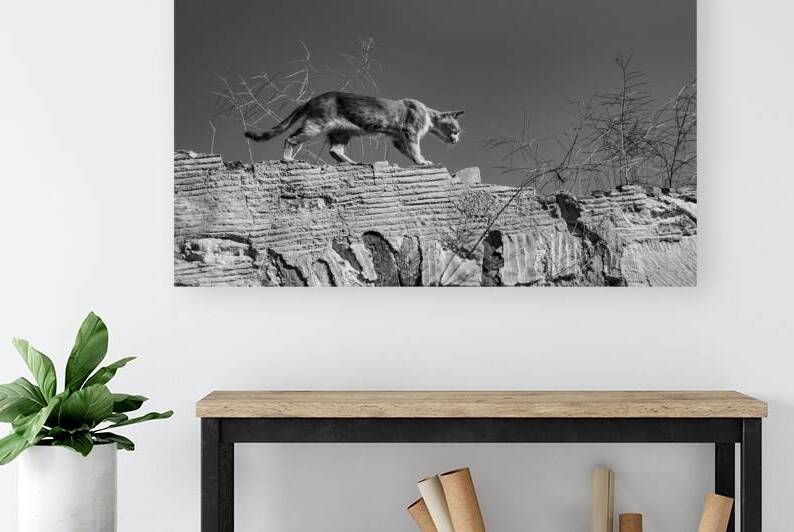 Aegean Cat Collection - Greek Island Cat on a Wall by Pavlos Art Photography