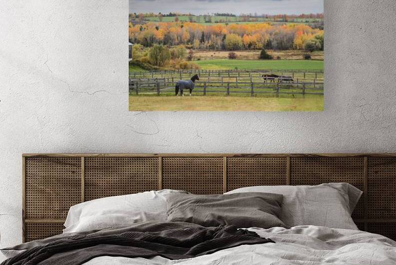 Oh Canada Collection - Ontario Fall  Colors and Horses by Pavlos Art Photography