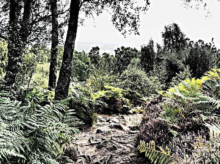 Scottish Highlands Birch Landscape Trail                                                                                                                      by Catriona Roberts Nature Photography and Designs