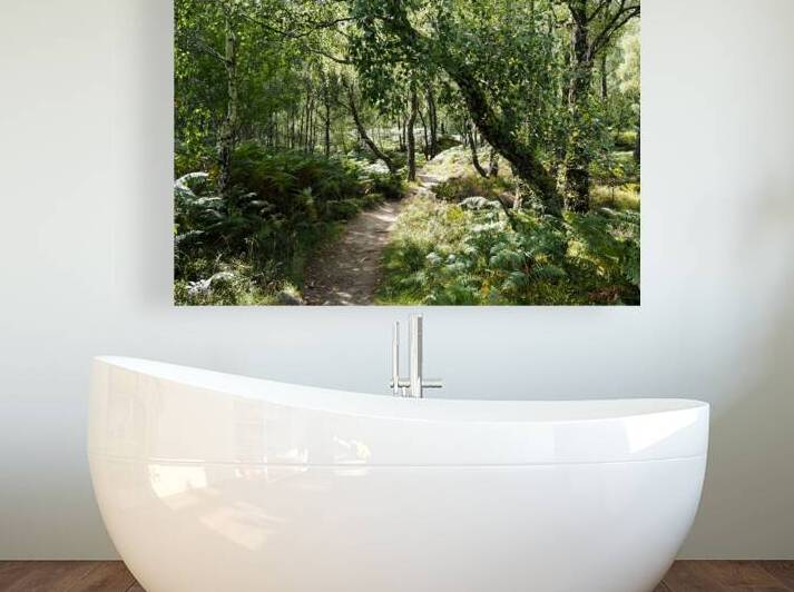  Scottish Highlands Birch Sunlit Trail                                                                                                                     by Catriona Roberts Nature Photography and Designs