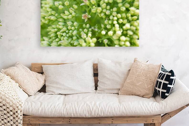 Pink Butterfly Stonecrop by Iris H Richardson