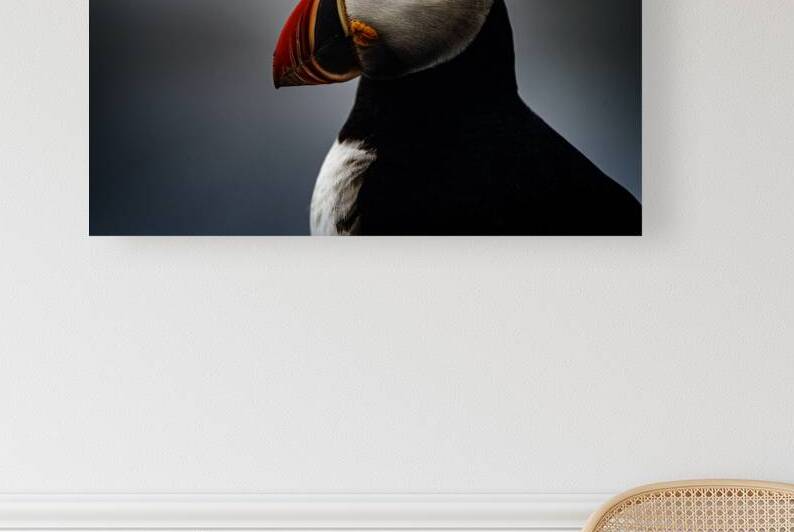 Sea Parrot III by Francois Lapointe