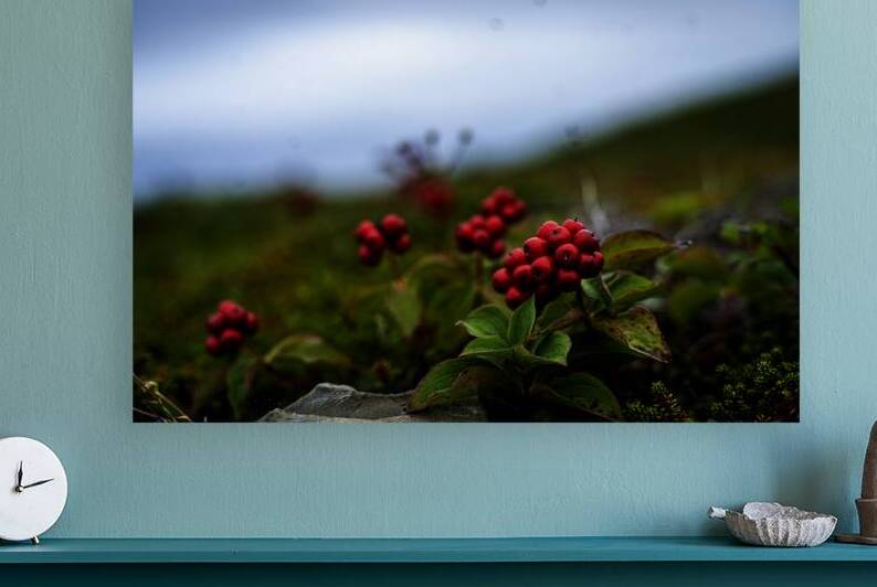 Creeping Dogwood Floor by Francois Lapointe