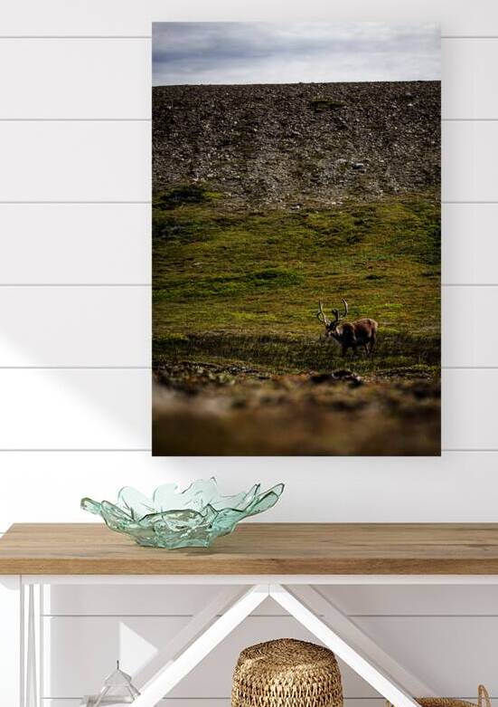 No Santa in Sight by Francois Lapointe