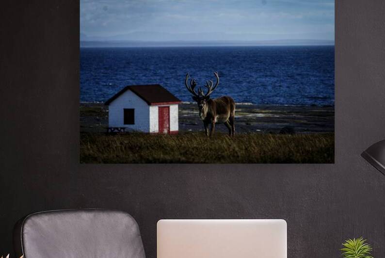 Southern Tundra Bull by Francois Lapointe