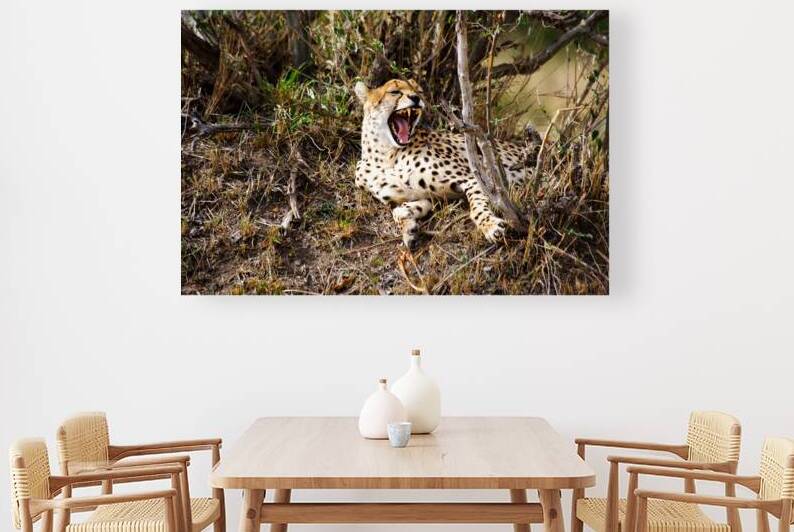 cheetah Africa by NARIO