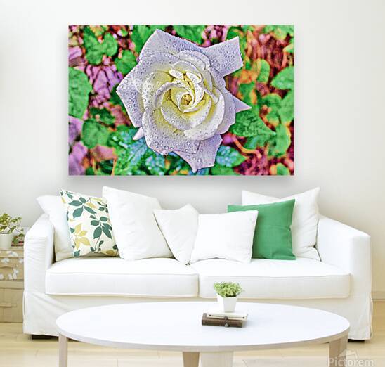 WHITE ROSE   by Charles Herchert