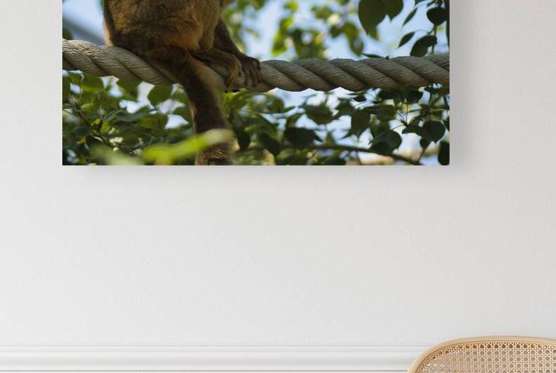 Red Fonted Lemurs by A Flicker In Time Photography