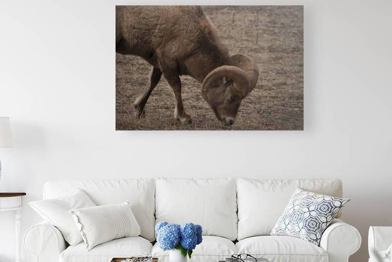 Ram by A Flicker In Time Photography