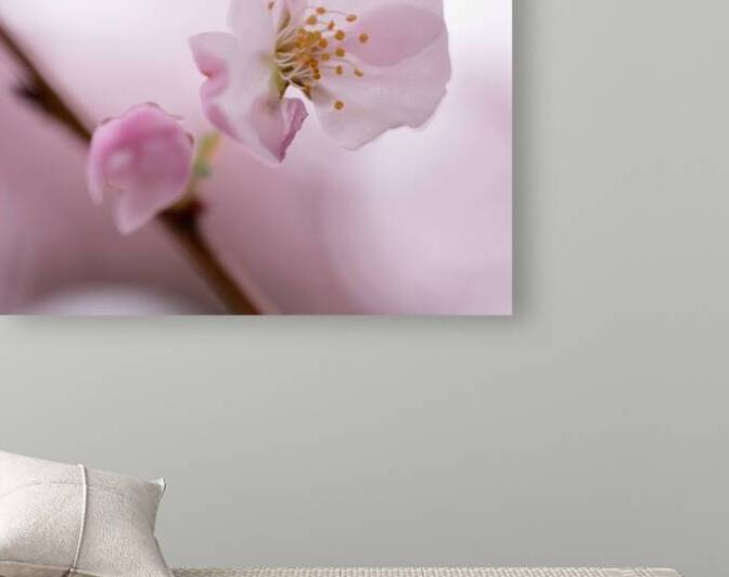 Etamines by Marilaine Delisle