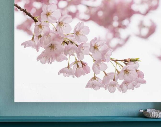 Petals by Marilaine Delisle