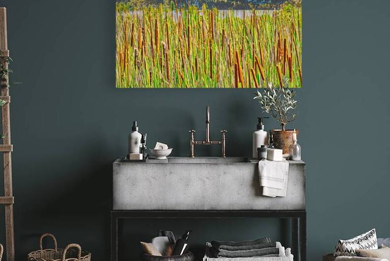 FIELD OF CATTAILS  by Charles Herchert