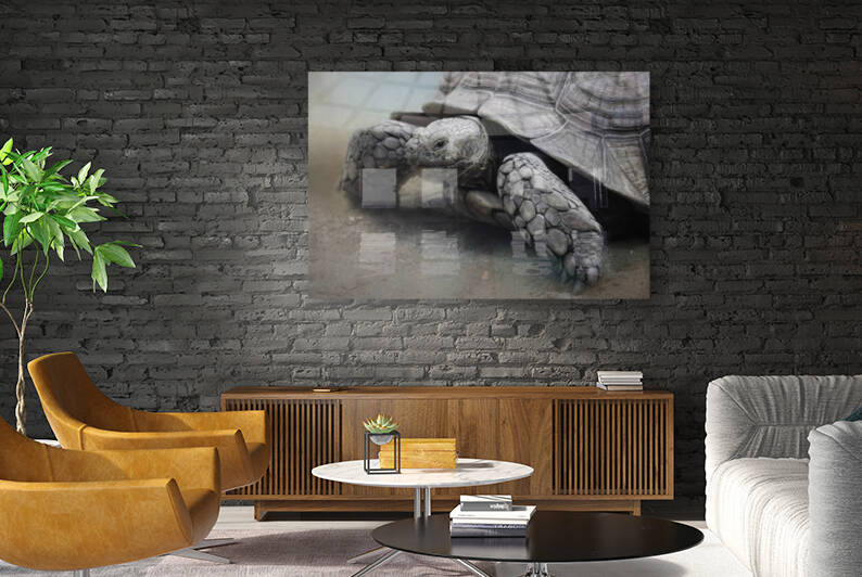 Galapagos Gentle Giant  by HH Photography of Florida