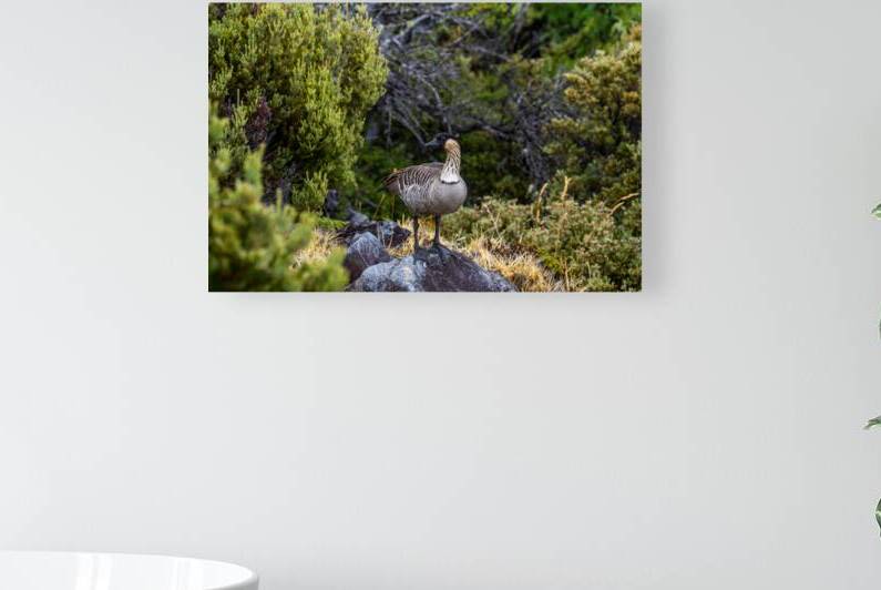 Nene Hawaiʻi by Noah Lang