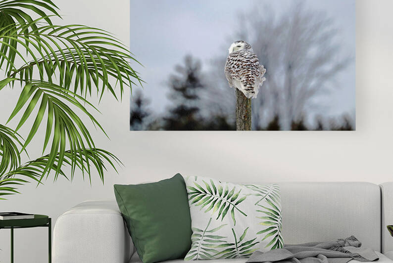 Snowy Owl Sideways Glance by Deb Oppermann